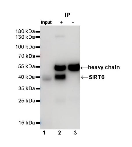 SIRT6 Recombinant Rabbit mAb (S-885-56)