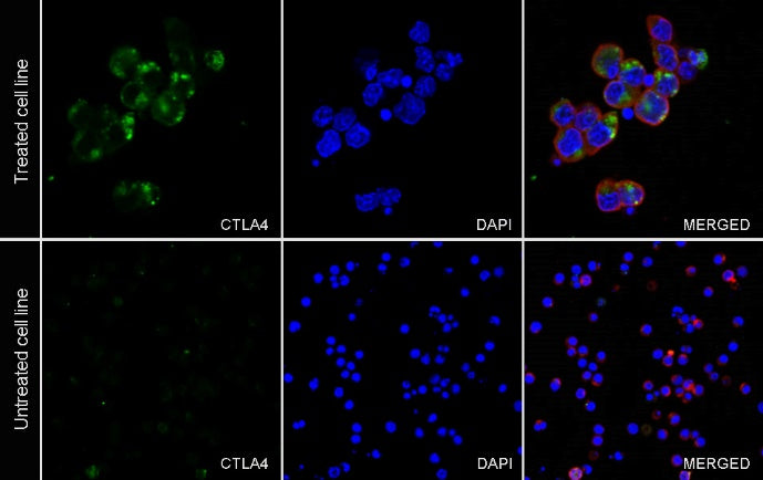 CTLA4 Recombinant Rabbit mAb (SDT-3348)