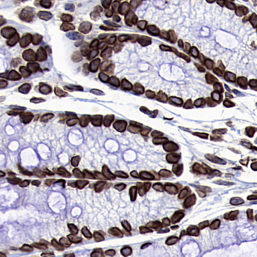 Lamin B1 Recombinant Mouse mAb (S-4865)