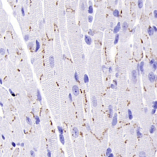 Connexin 43 / GJA1 Rabbit Polyclonal Antibody