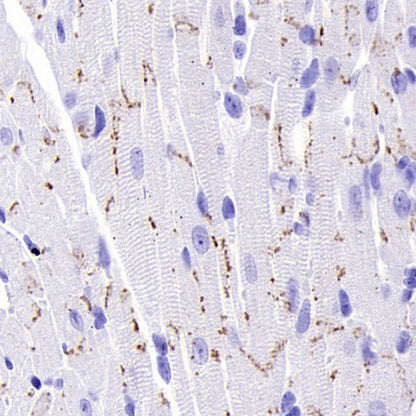 Connexin 43 / GJA1 Rabbit Polyclonal Antibody