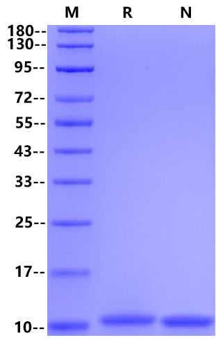 IL-13 Protein, Mouse