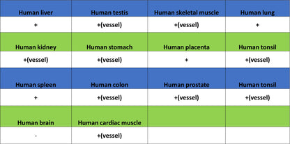 Apolipoprotein CIII Recombinant Rabbit mAb (S-5408)