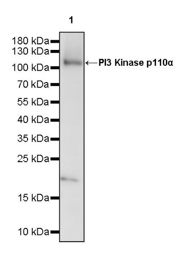 PI3 Kinase p110α Recombinant Rabbit mAb (S-3130)