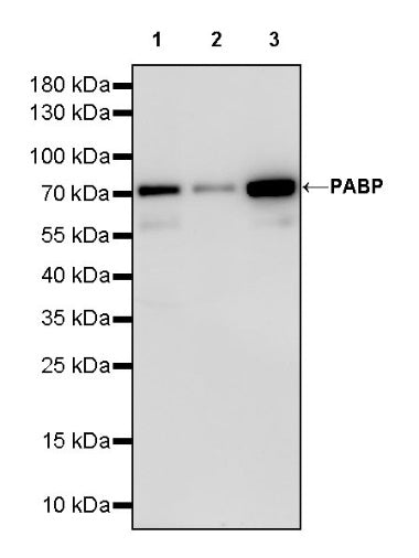 PABP Recombinant Rabbit mAb (S-1744-42)