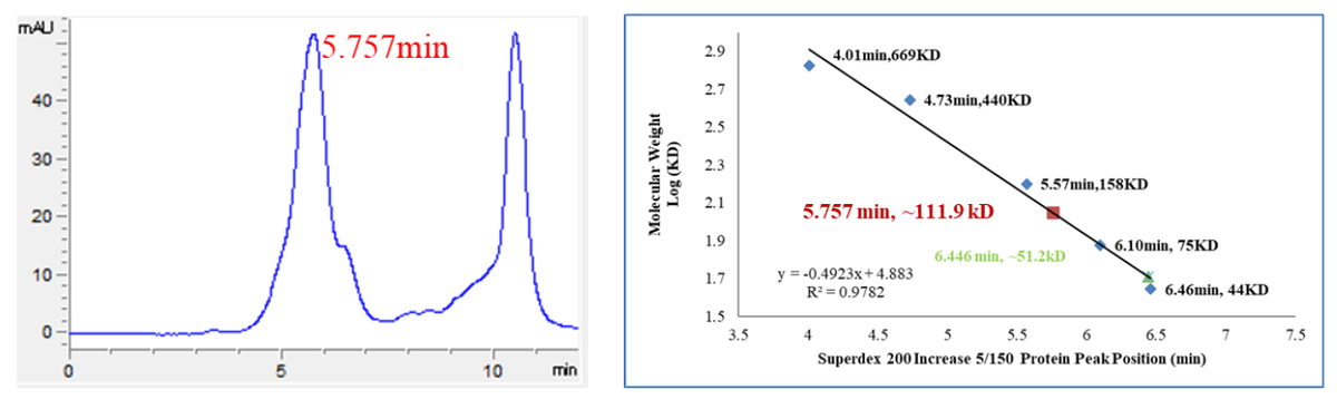 USP46 Protein