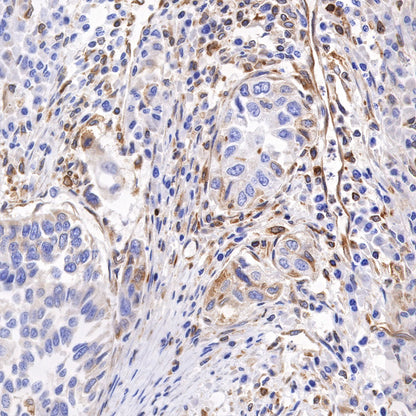 STING Recombinant Rabbit mAb (SDT-R150)