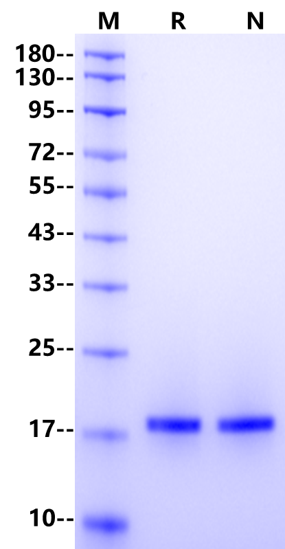 IL-1β Protein, Human