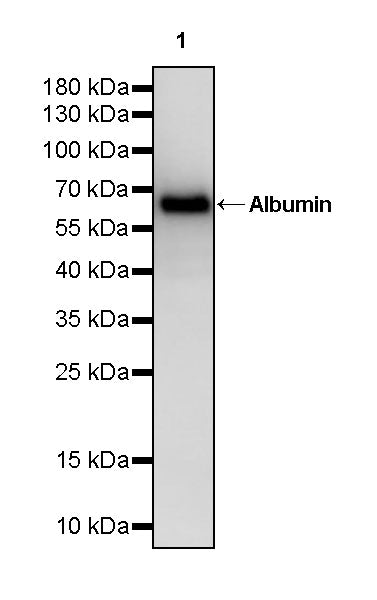Albumin Recombinant Rabbit mAb (S-1400-49)