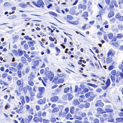 Runx3 Recombinant Rabbit mAb (S-R356)