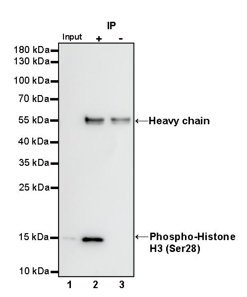 Phospho-Histone H3 (Ser28) Recombinant Rabbit mAb (S-1025-45)