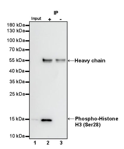 Phospho-Histone H3 (Ser28) Recombinant Rabbit mAb (S-1025-45)