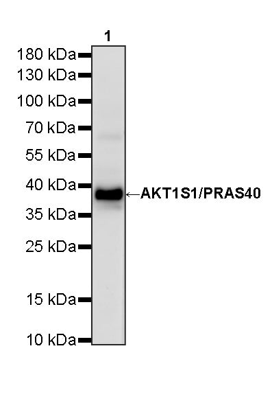 AKT1S1/PRAS40 Recombinant Rabbit mAb (S-4240-49)