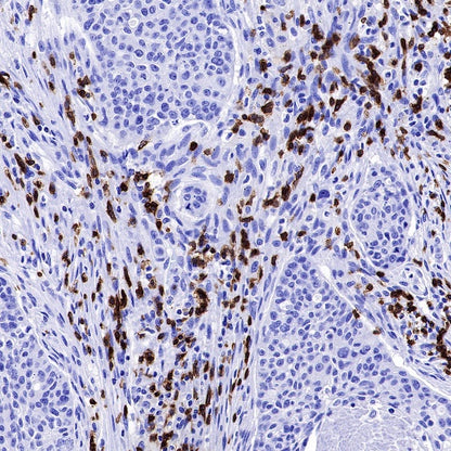 CD3 epsilon Mouse mAb (SDT-570-36)