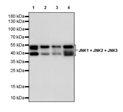 JNK1 + JNK2 + JNK3 Recombinant Rabbit mAb (S-3385)