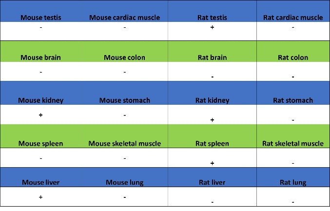 ATG12 Recombinant Rabbit mAb (S-1143-209)