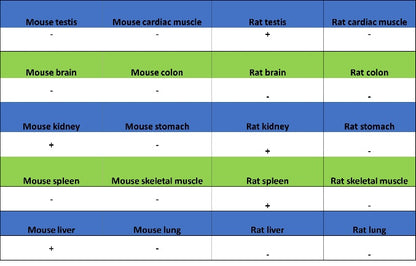 ATG12 Recombinant Rabbit mAb (S-1143-209)
