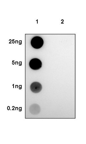 Phospho KAP-1 (S824) Recombinant Rabbit mAb (S-986-9)