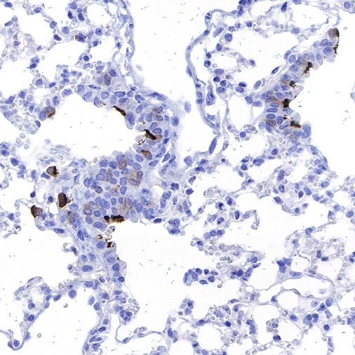 iNOS Recombinant Rabbit mAb (S-466-102)