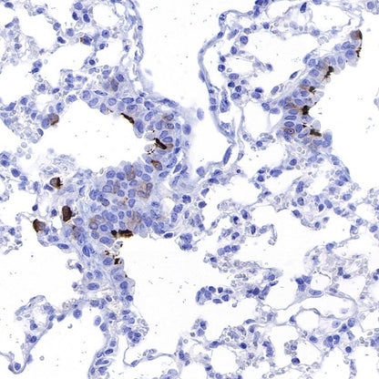 iNOS Recombinant Rabbit mAb (S-466-102)