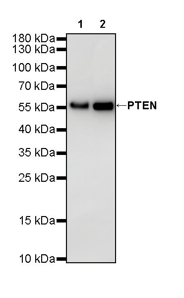 PTEN Recombinant Rabbit mAb (SDT-R074)