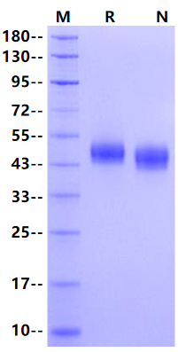 IL-3R alpha/CD123 His Tag Protein, Canine