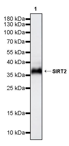 SIRT2 Mouse mAb