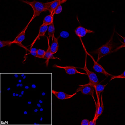 Anti-Biotin Recombinant Rabbit mAb (PE Conjugate) (S-3083)