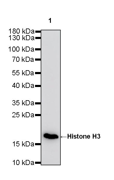 Histone H3 Recombinant Rabbit mAb (S-5672)