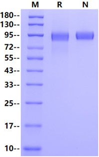 EGFR His Tag Protein, Rhesus macaque