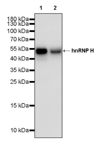 hnRNP H Rabbit Polyclonal Antibody