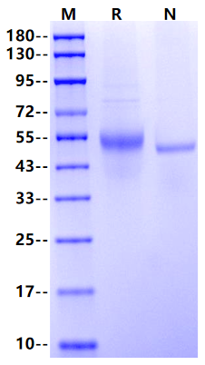 LAG-3/CD223 His Tag Protein, Rat