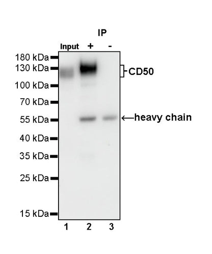 CD50 Recombinant Rabbit mAb (S-666-37)