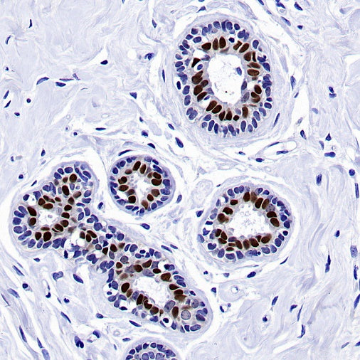 GATA3 Recombinant Mouse mAb (SDT-3180)