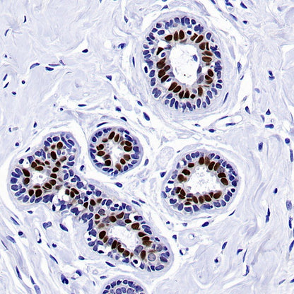 GATA3 Recombinant Mouse mAb (SDT-3180)