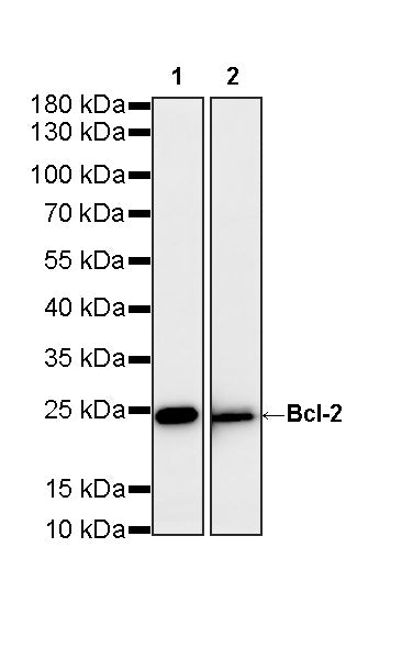 Bcl-2 Recombinant Rabbit mAb (S-3910-3)