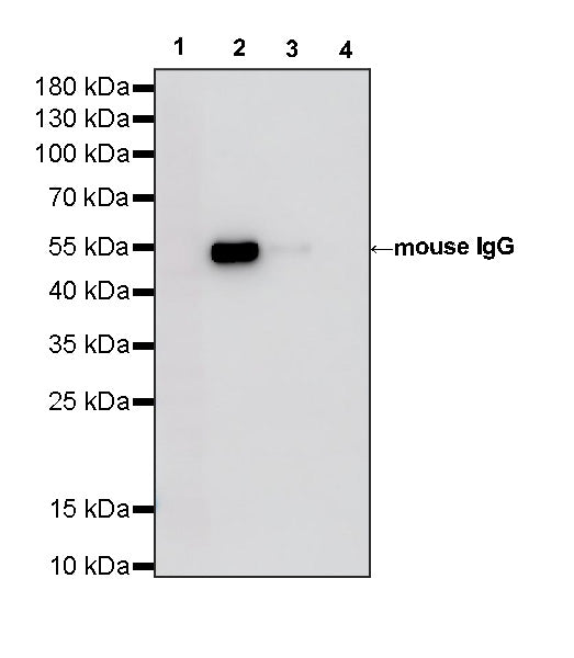 Rabbit Anti-Mouse IgG (heavy chain specific) (HRP Conjugate)
