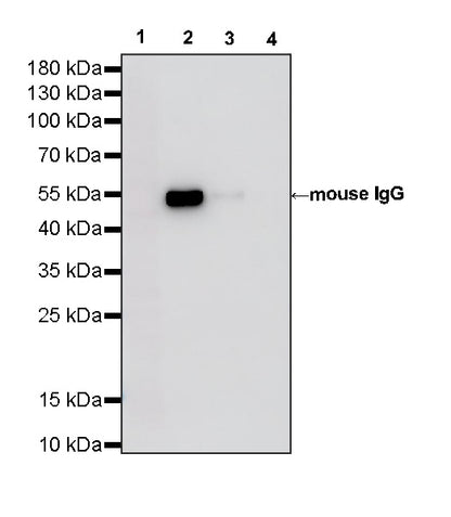 Rabbit Anti-Mouse IgG (heavy chain specific) (HRP Conjugate)