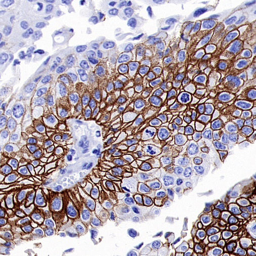 CD44v6 Recombinant Rabbit mAb (S-944-13)