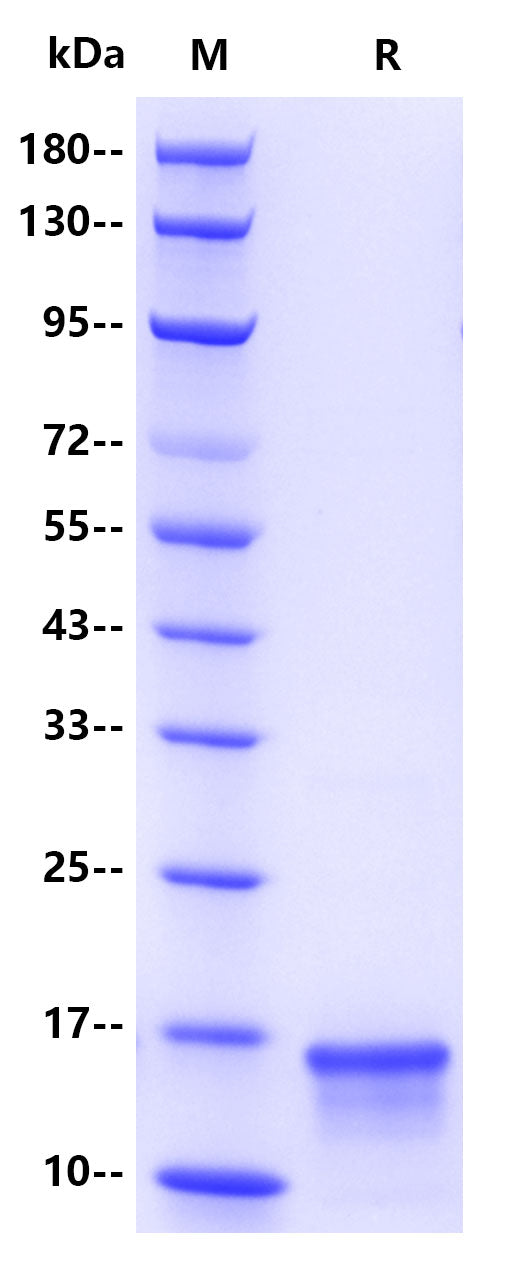 Monkeypox virus A35R, His Tag