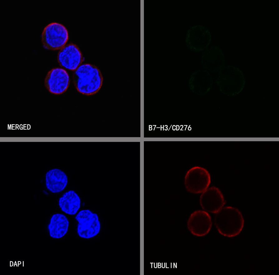 S-RMab®B7-H3/CD276 Recombinant Rabbit mAb (SDT-R158)