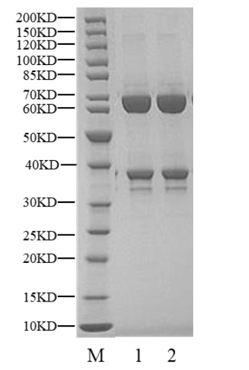 CDK9/Cyclin K Protein