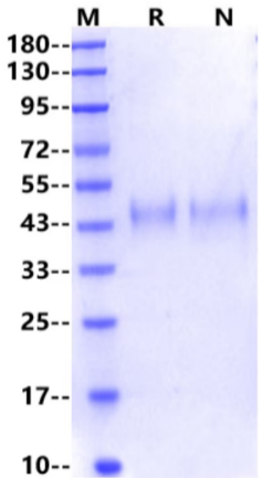 R-spondin3/RSPO3 Protein, Mouse