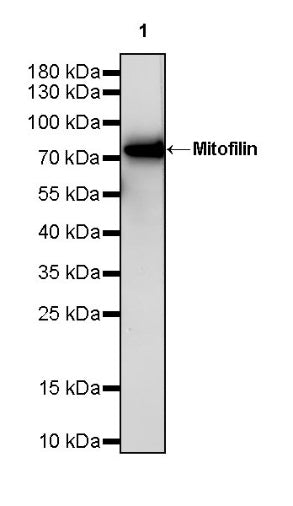 Mitofilin Recombinant Rabbit mAb (S-2277-37)