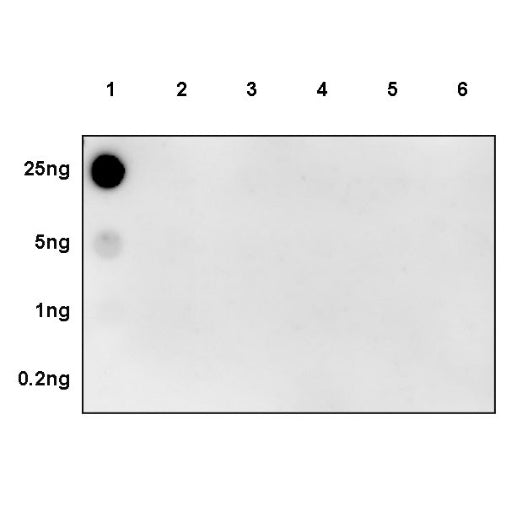 RNA polymerase II CTD repeat YSPTSPS (phospho S5) Recombinant Rabbit mAb (S-2410-79)