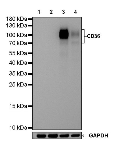 CD36 Recombinant Rabbit mAb,PBS Only (SDT-358-19)