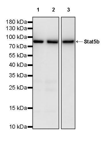 Stat5b Recombinant Rabbit mAb (S-2951-34)