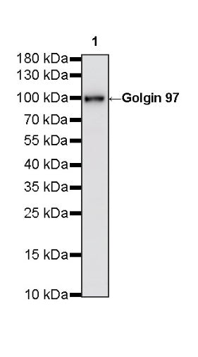 Golgin 97 Recombinant Rabbit mAb (S-6031)