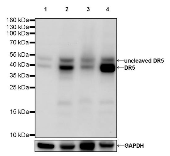 DR5 Recombinant Rabbit mAb (S-649-36)