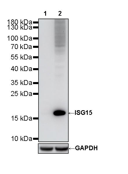 ISG15 Recombinant Rabbit mAb (S-5475)